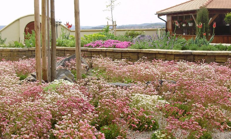kvetoucí rodinná zahrada v Trnové