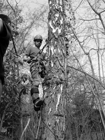 Arboristika a stromolezectví